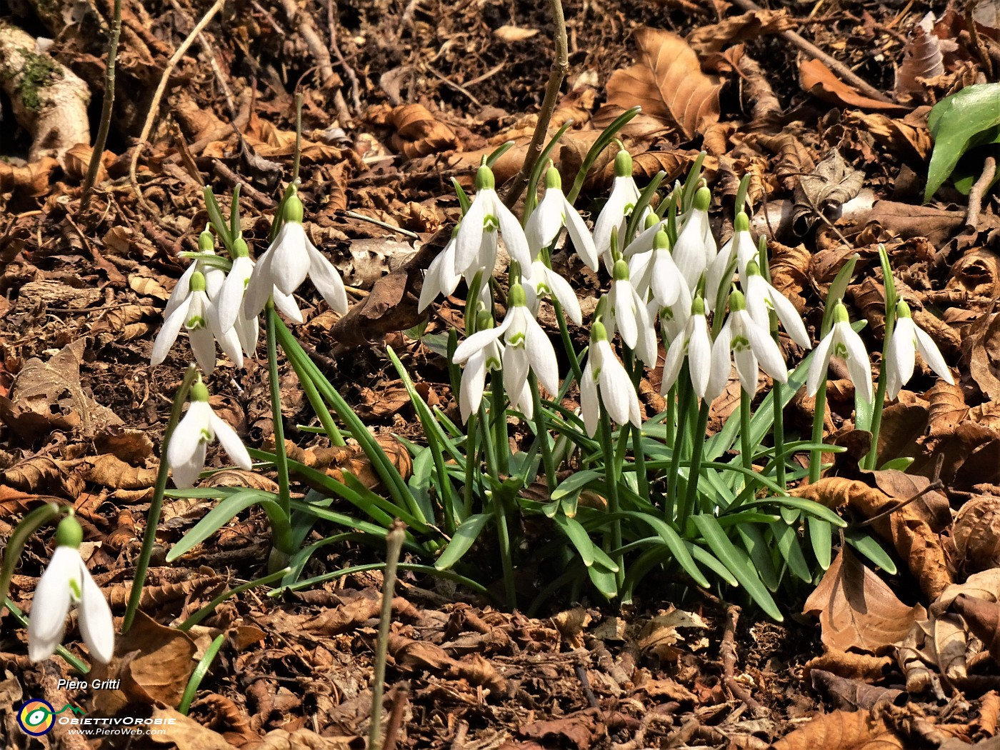 72 Festa di fiori sui sentieri al Monte Zucco - Galanthus nivalis (Bucanevi) .JPG